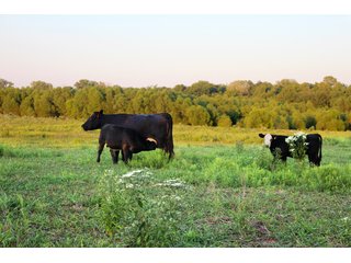 Tract 5 - Stillwater, OK farmland - EXCITING LAND AUCTION! - 128 +/- ACRES OFFERED IN 7 TRACTS OFF HIGHWAY 51 IN STILLWATER, OKLAHOMA